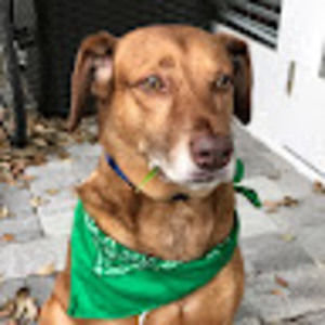 Meet your Posher, Patrick